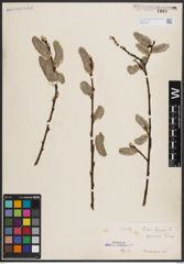 Foto von Salix caprea L.